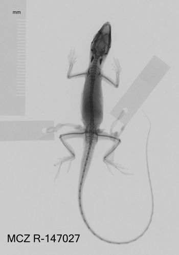 Media type: image;   Herpetology R-147027 Aspect: dorsoventral x-ray